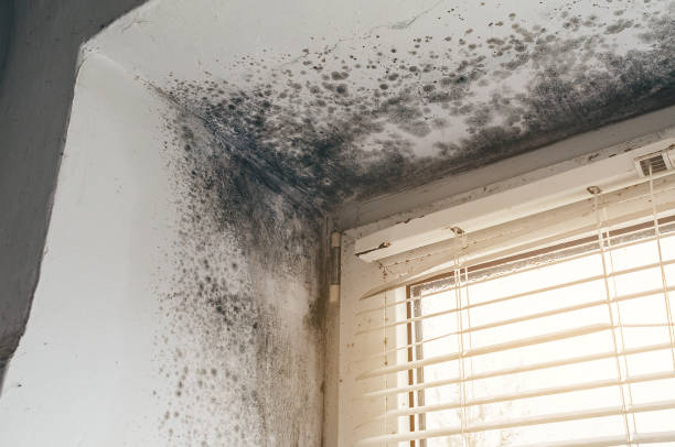 Trusted Crawl Space Mold Removal service in Bear Creek, NC - Cheap Mold Removal